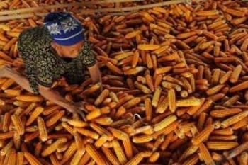 Sulsel masuki puncak panen jagung 