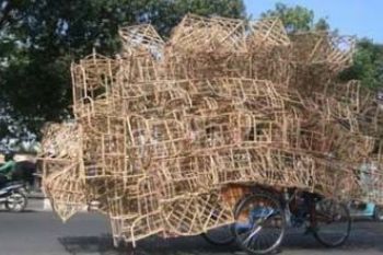 Harga Rotan