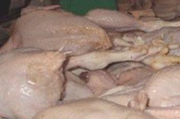 Stok Ayam Potong  Hapsari Terancam Habis