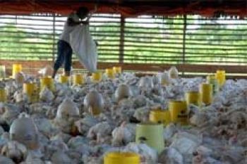 Harga Daging Ayam di Tanjungpinang Stabil