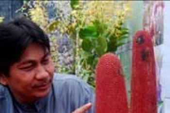 Si Merah Menggoda dari Tanah Papua