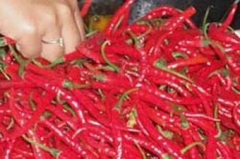 Harga Cabai Merah di Karimun Melorot ke Rp46.000