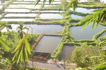 Produksi ikan di Batanghari baru 8.300 ton dari target 12.000 ton