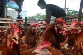 HARGA AYAM