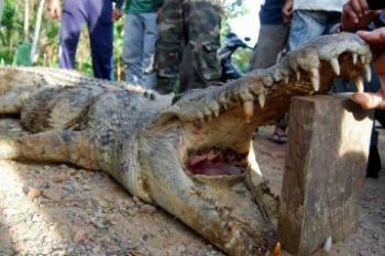 Buaya Kembali Mengganas