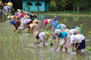 TRADISI GOTONG ROYONG