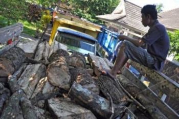 ILEGAL LOGGING