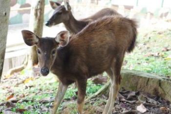 Rusa Sambar KRUS