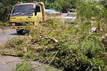 Pohon Ditumbangkan Hujan dan Angin Kencang