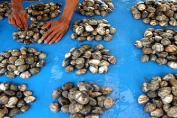 NELAYAN KERANG