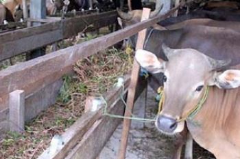 Sapi Kurban Mulai Ramaikan Pasar Karimun