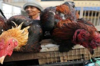 AYAM KAMPUNG