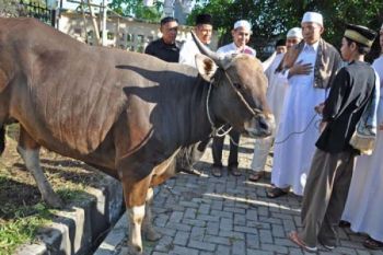 PENYERAHAN SAPI KURBAN