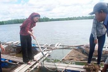 Wali Kota Tanjungpinang Panen Perdana Ikan Kerapu