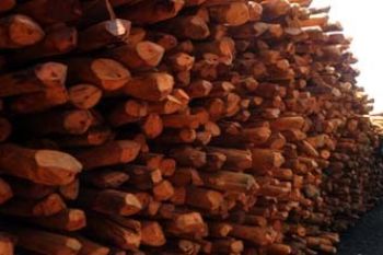 KAYU BAKAU