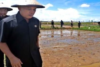 MENINJAU PERSAWAHAN