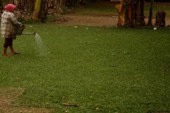 RUMPUT TAMAN