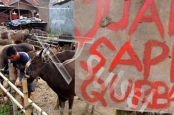 SAPI QURBAN
