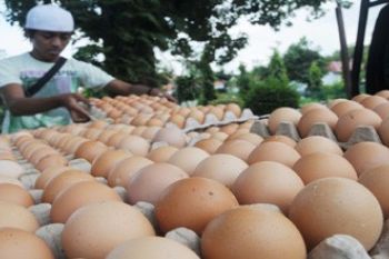 TELUR AYAM