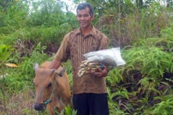 Sapi Bantuan