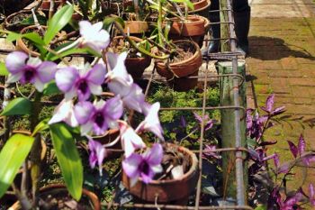 Fakultas Biologi UGM kembangkan Gama Anggrek 