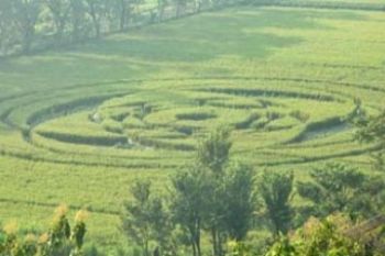 Taman Tiba-Tiba Muncul di Sawah