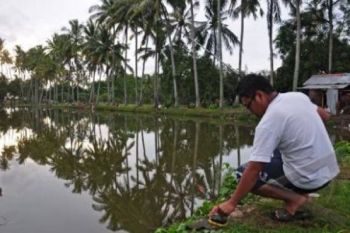 MANCING IKAN NILA