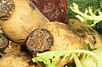 Harga Sayur-Mayur Asal Bintan Turun 50 Persen