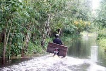Petani Cabai Kundur Gagal Akibat Banjir