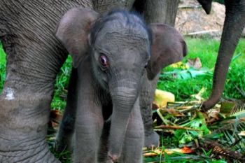 Elephant habitat in Bengkulu shrinking