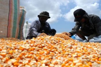Petani Keluhkan Turunnya Harga Jagung di Gorontalo