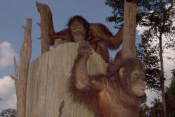 Orangutan KRUS Samarinda