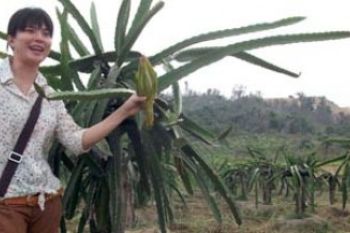 Lie Chen dan Kebun Buah Naga di Karimun
