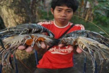 UDANG GALAH
