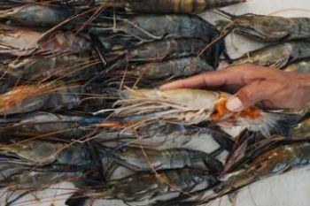 UDANG GALAH
