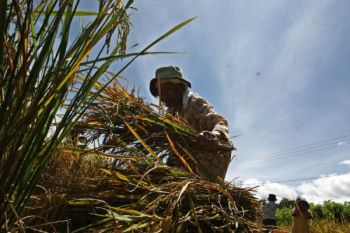Distan Sumbar: Produksi Padi Baru 3 Persen