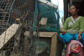 Pople urged to stop hunting gecko following rove attacks