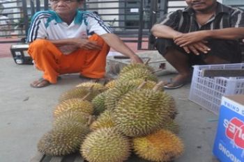 DURIAN KASONGAN