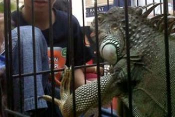 Pameran Reptil di Mega Mall