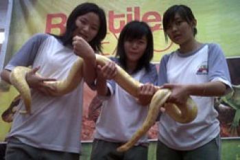 Pameran Reptil di Mega Mall Padat Pengunjung  