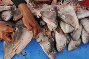 KEPALA IKAN KAKAP