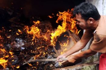 PEMUSNAHAN BIBIT SAWIT