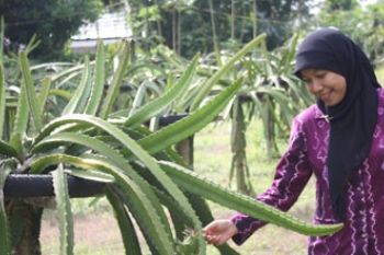 BUDIDAYA BUAH NAGA