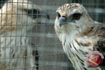 More Indonesian bird species nearing extinction