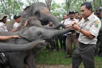 KONFLIK GAJAH MANUSIA