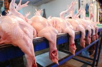 Daging Ayam Ras di Tanjungpinang Langka