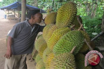 Bandarlampung Mulai Dibanjiri Durian
