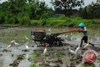 Petani Optimalkan Penggunaan Traktor