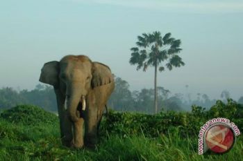 Warga Waspadai Gajah Liar