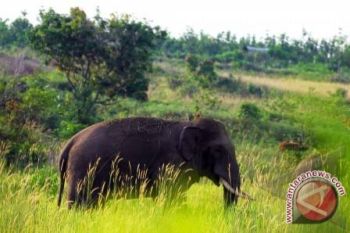 Pengendara Khawatirkan Gajah Liar